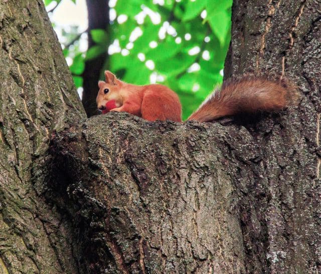 Файл:A squirrel in Gomel.jpg