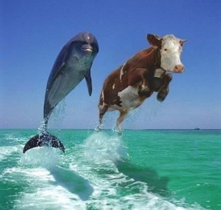 Файл:Дельфин-корова.jpg