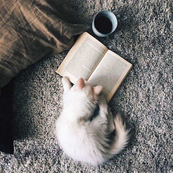 Файл:Кошка и книга.jpg