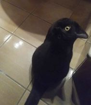 Птица или млекопитающее? (Котик-ворон.jpg)