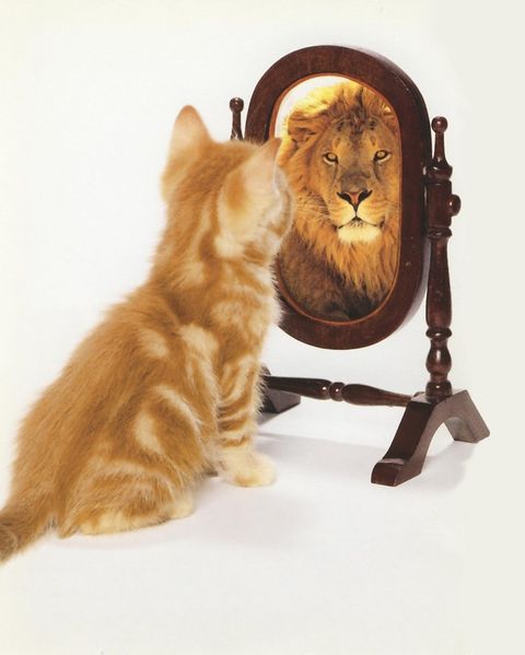 Файл:Котенок и зеркало 2.jpg