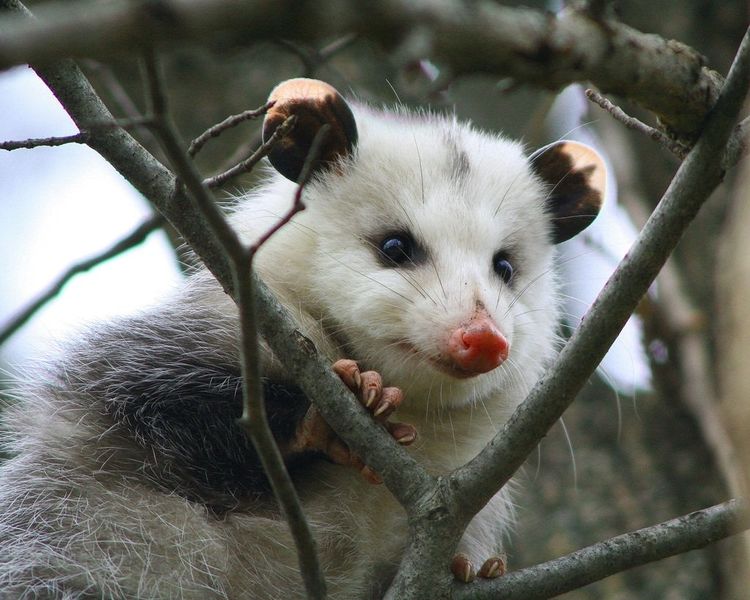 Файл:Opossum na dereve.jpg