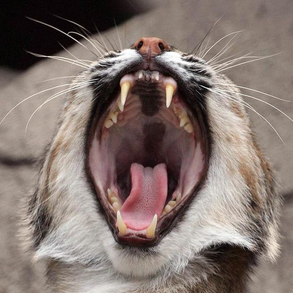 Файл:Lynx зубы.jpg