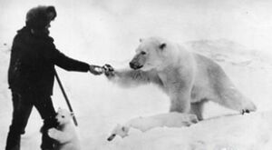 Установление дипломатических отношений геологов с белыми медведями, однако
