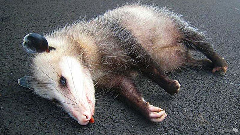 Файл:Opossum zhiv.jpg