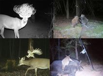 28.9.2020: Развлечения животных в ночном лесу.