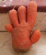 Морковно-гибридное растение