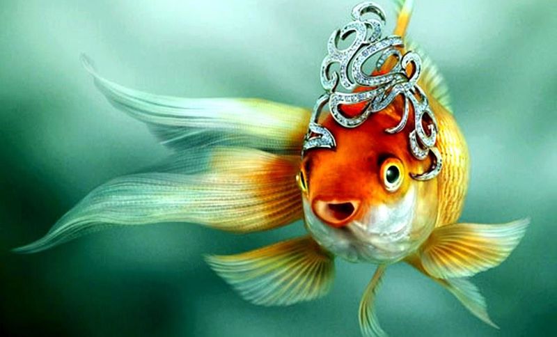 Файл:Золотая рыбка.jpg