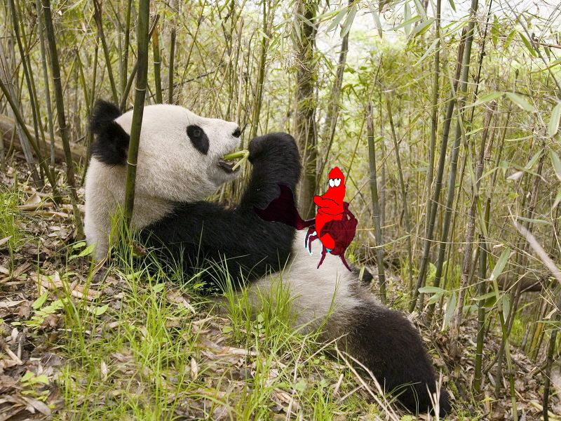 Файл:Панда и краб.jpg