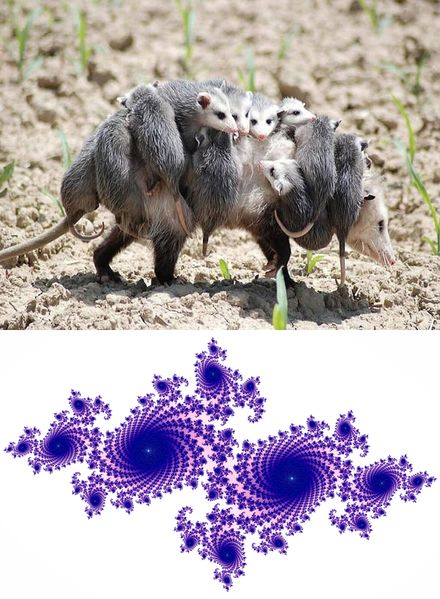 Файл:Opossum.jpg