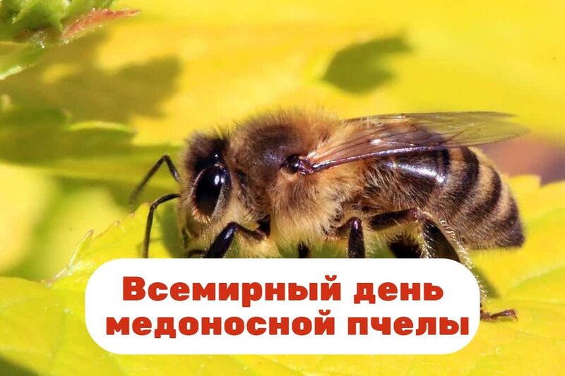 Файл:День-пчелы.jpg