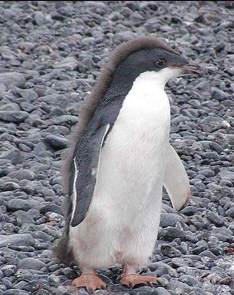 Файл:Pingwiny 47.jpg