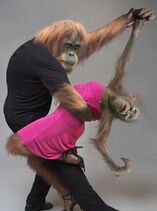 11.12.2021: Аргентинское танго где то в Бразилии, где много диких обезьян.