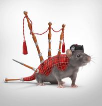 12.7.2020: Шотландская крыса.