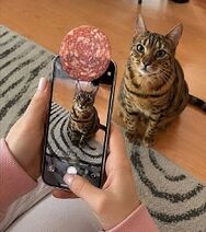 12.9.2026: Как побудить кота смотреть прямо на фотокамеру.