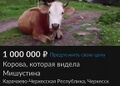 Что продают на Авито в Карачаево-Черкесии
