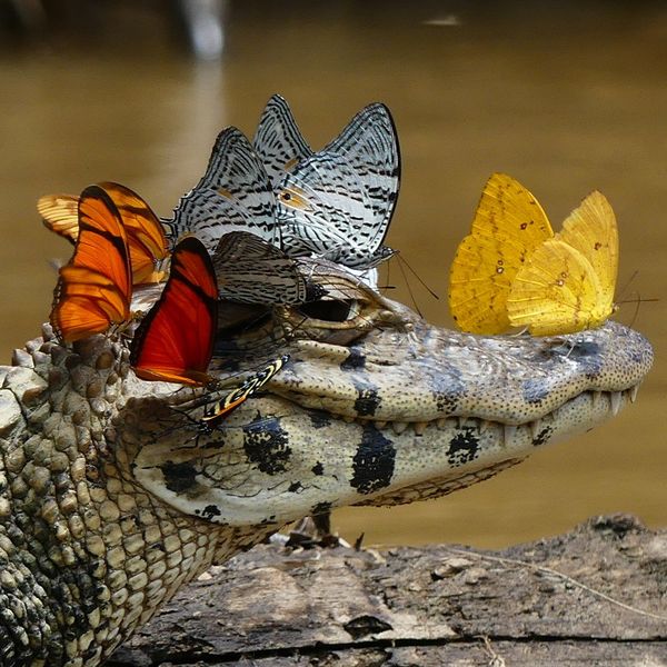 Файл:Крокодил-с-бабочками.jpg