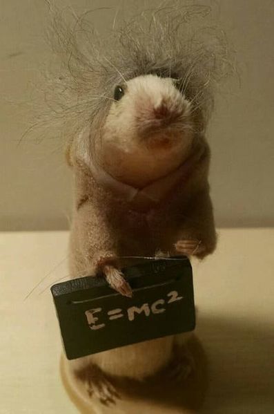 Файл:Мышь-Эйнштейна.jpg