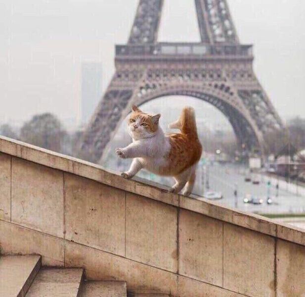 Файл:Парижский-кот.jpg