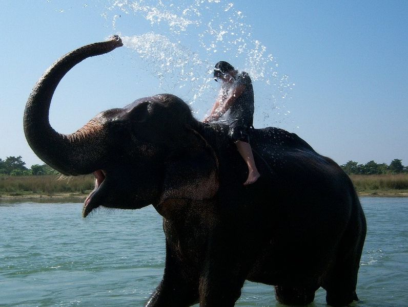 Файл:Мальчик и слон.jpeg