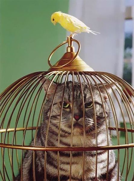 Файл:Кошка и попугай.jpg