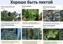 5.5.2025: Хвойная элита.