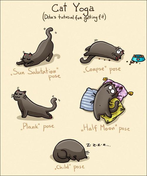 Файл:Cat yoga.jpg
