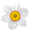 Нарцисс цветок.png