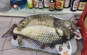 Кот-и-рыбка.jpg