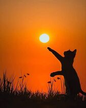 21.6.2025: День летнего солнцедержания.