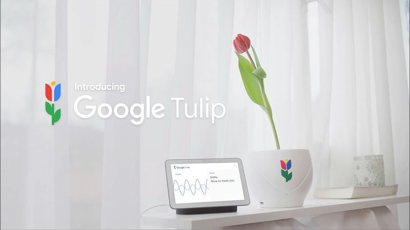 Файл:Google-Tulip.jpg