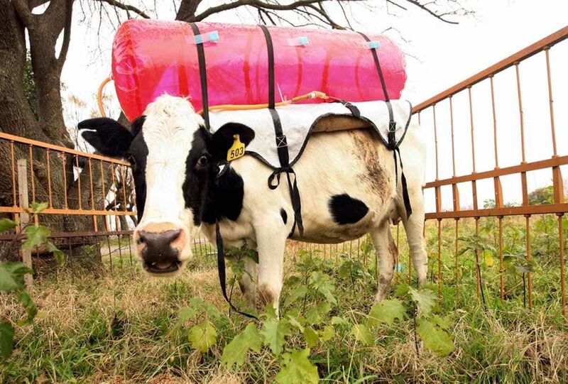 Файл:Cow-methane-backpack.jpg