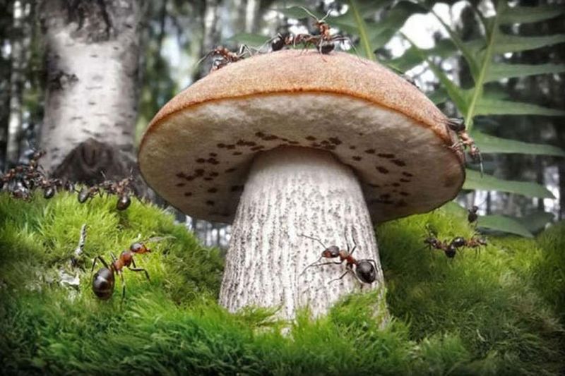 Файл:Муравьи и грибы.jpg