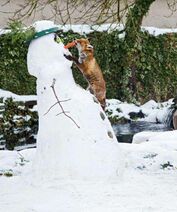 12.1.2024: Лисице как-то бог послал снеговика.