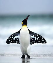 18.5.2020: Мотыльковый пингвин.