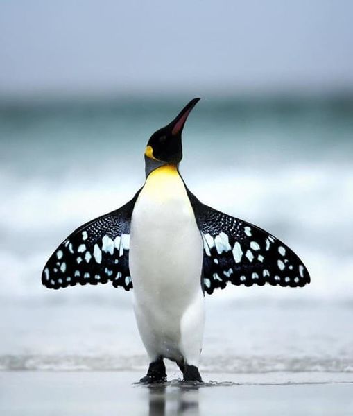 Файл:Пингвин-мотылёк.jpg