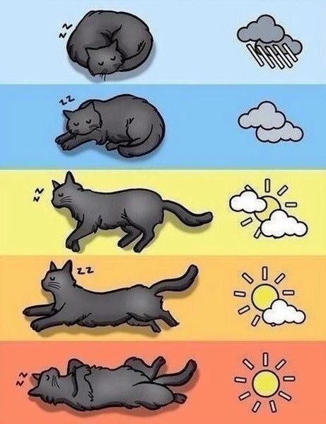 Файл:Прогноз-погоды-по-коту.jpeg