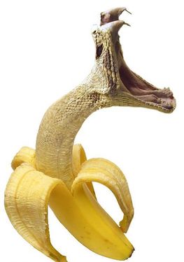 Змей-искуситель маскируется под фрукт, обернувшись банановой кожурой.