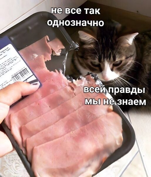 Файл:Кот-и-мясо.jpg