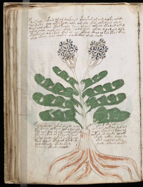 Файл:Voynich Manuscript 1.jpg