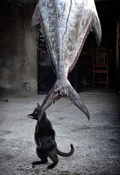 Файл:Котик-и-тунец.jpg