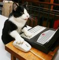 Котик пишет личное сообщение кошке