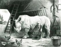 11.1.2024: Доение носорога в колхозе имени Парижской Коммуны.